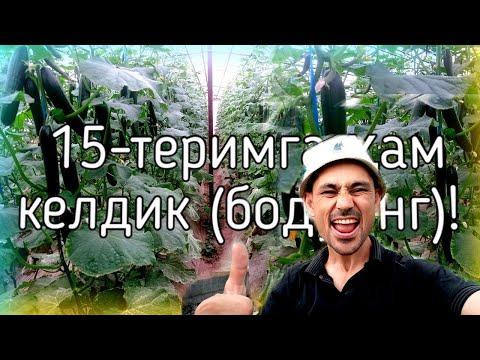 Видео: 15-теримга ҳам келдик (бодринг)!