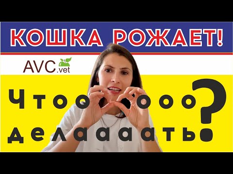 Видео: Кошка рожает! Что делать? Советы ветеринарного врача!