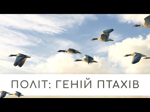 Видео: Політ: Геній птахів | Документальний фільм | Міфи еволюції