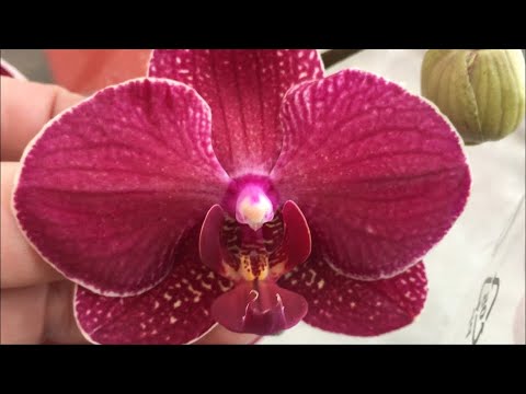 Видео: Огромный завоз орхидей по 389 руб в Икею 4 декабря 2020 г. Кимоно, Дебора, Пульсация...Стеллажи  ...