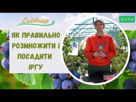 Видео: Як Правильно Розмножити і Посадити Іргу? Як Доглядати за Іргою?