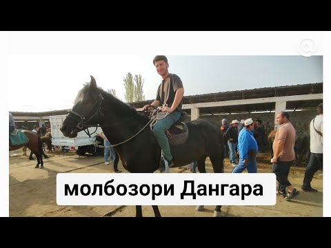 Видео: Молбозори Дангара 24 08 2025 г