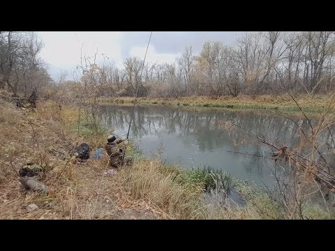 Видео: РЫБАЛКА ОСЕНЬЮ НА ПЛОТВУ. Ловля крупной плотвы на поплавок. Рыбалка на поплавок в октябре.