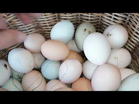 Видео: Сбор яиц. Миа чихотка 😊. Рыжуля точно заквохтала. 