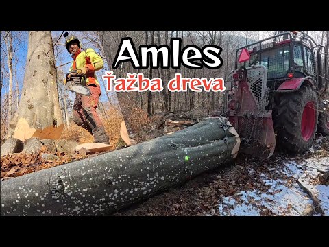 Видео: Вырубка густых и густых деревьев в начале древостоя, Амлес, Тяжелые работы в лесу