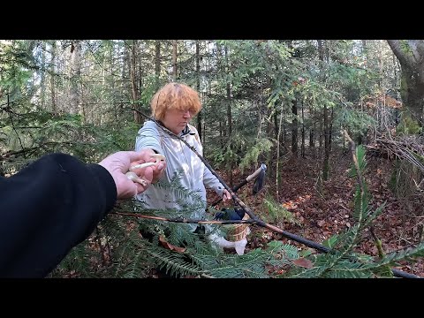 Видео: ГРИБНИМИ місцями Прикарпаття!..Сімейний похід, золота пора!