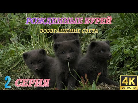 Видео: Мир Дикой Природы. Дикие животные севера. Документальный Фильм 4K. 2 серия из 3