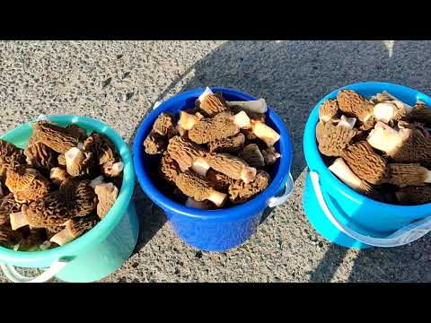 Видео: Торговля на трассе # торговля была недолгой //сморчки без клещей //