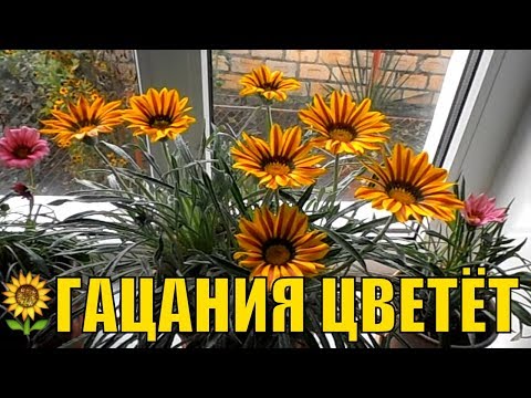 Видео: Цветы газания (гацания). На зимовку в комнату.