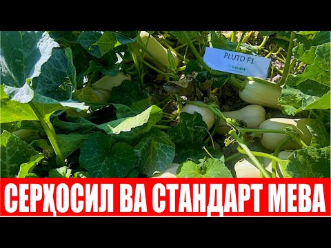 Видео: Плуто F1 ни ютубдан кўриб экдик, кутганимиздан хам зиёда бўляпти (Squash Pluto F1)