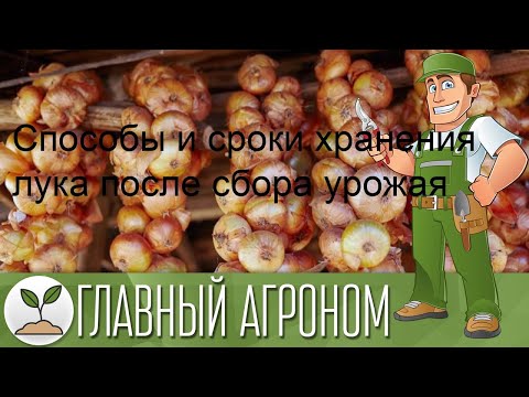 Видео: Способы и сроки хранения лука после сбора урожая