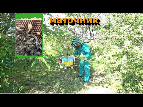 Видео: Бджільництво для душі.Серія 4 Потягли маточник у відводку...