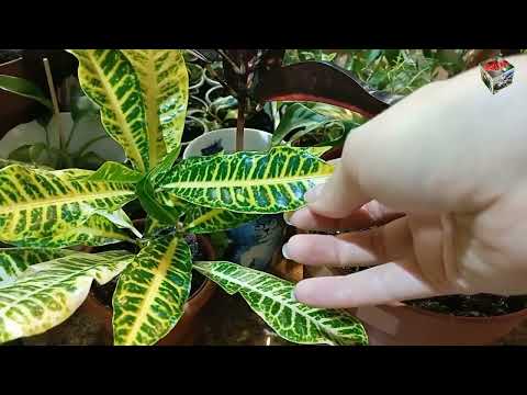 Видео: EASY FLOWERS  в гостях у коллекционера ОЛЬГИ ДЕМЧИК. Обзор КОЛЛЕКЦИИ КРОТОНОВ и не только :)