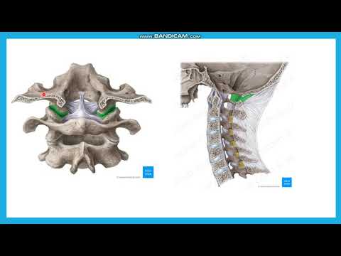 Видео: Бас сүйектің ауыз омыртқасымен байланысы. Атлант-шүйделік буын