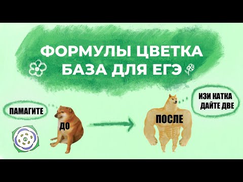 Видео: ФОРМУЛЫ И ДИАГРАММЫ ЦВЕТКА ДЛЯ ЕГЭ ПО БИО. Поясняю, что конкретно нужно знать