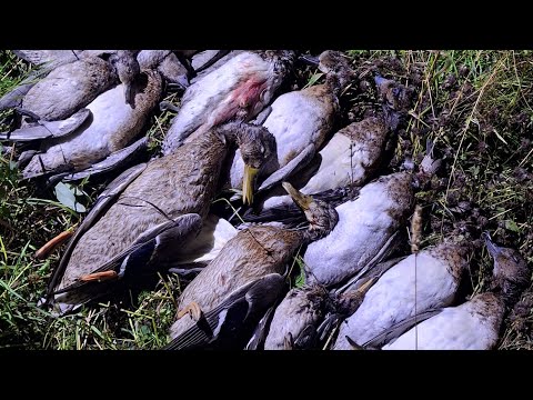 Видео: ОТКРЫТИЕ ОХОТЫ ПО ПЕРУ! ОСЕНЬ 2024! А ТАК ЖЕ КОММЕНТАРИИ К ПАТРОНАМ "ИГЛА".