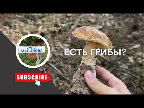 Видео: ГРИБЫ/ в лес на разведку