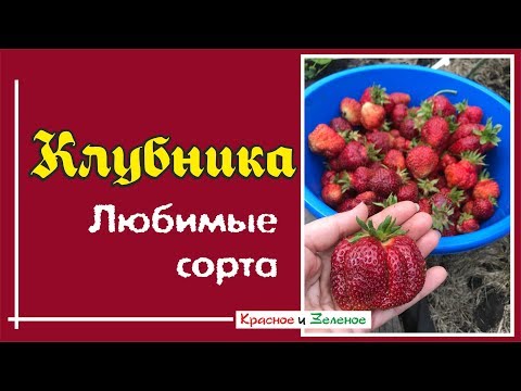 Видео: Клубника. Любимые сорта.