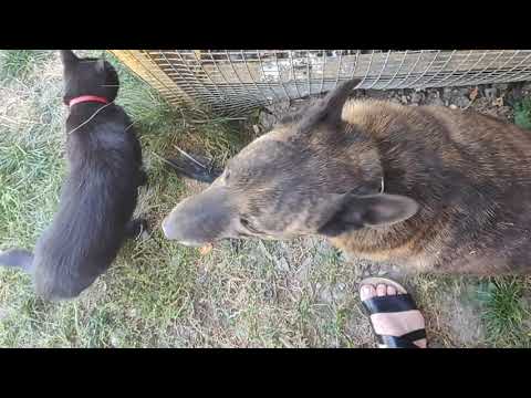 Видео: Кошка, Собака, Ворон - забавные друзья 💗💖❤️