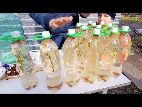 Видео: Как Сделать Квас-Шампанское из Берёзового Сока! Напиток Огонь...!