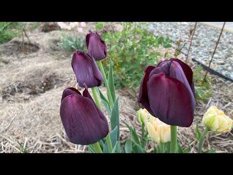 Видео: Темнющі тюльпани - любите такі? Квітне Queen of Night, Black Hero, Black Parrot