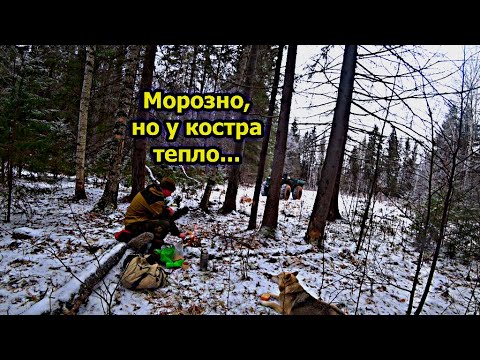 Видео: Сбор березовой чаги. Морозец, но не страшно, собирать чагу сухо приятно хорошо.