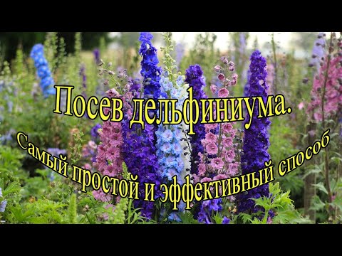 Видео: Посев дельфиниума - самый простой и эффективный способ