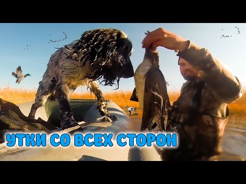Видео: Мы с Джеком В УТИНОМ РАЮ. Спаниель не успевал приносить уток