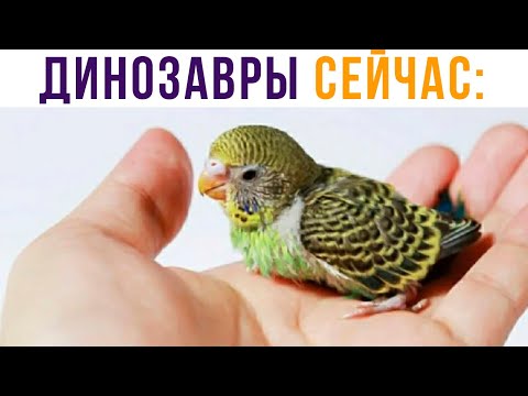 Видео: ДИНОЗАВРЫ СЕЙЧАС))) Приколы | Мемозг #562