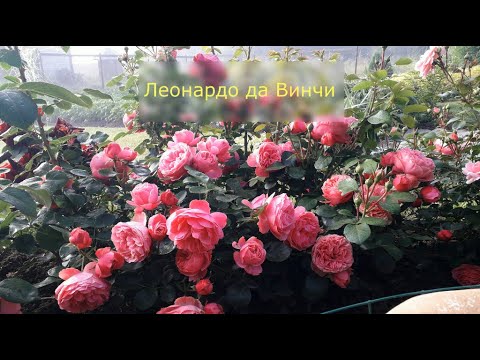 Видео: ✿➽  Роза Леонардо да Винчи в нашем саду 🌺🌿 сезон 2020🌺🌿