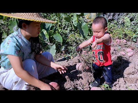 Видео: Свекровь и невестка выкопали батат, Йике поиграла и легла спать