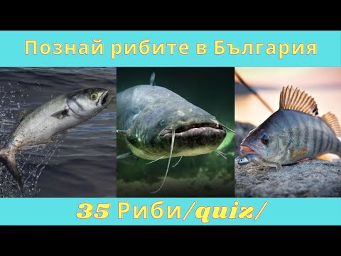 Видео: Познай 35-те риби в България /Quiz/