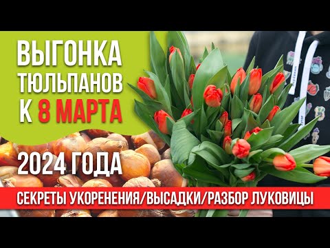 Видео: Выгонка тюльпанов к 8 марта 2024 года. Секреты укоренения/высадки/разбор луковицы