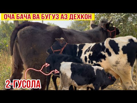 Видео: ОЧА БАЧА ВА БУҒУЗ АЗ ДЕҲҚОН 26 октября 2025 г.