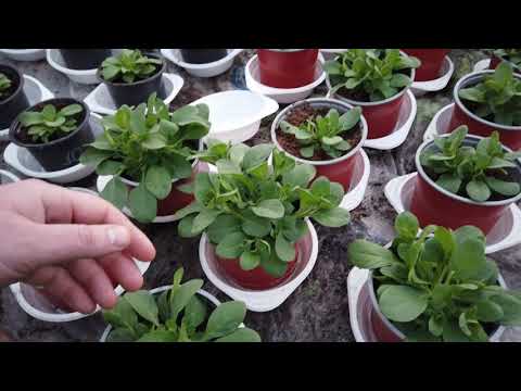 Видео: Как выглядит НЕХВАТКА КАЛЬЦИЯ на ПЕТУНИИ и что делать?