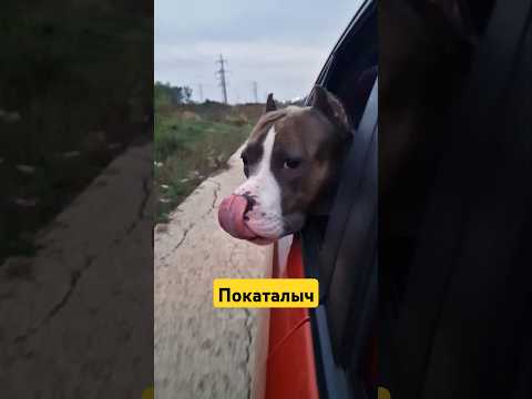 Видео: Амстафф Локи 4 года | Покаталыч | Стаффорд | Amstaff Loki