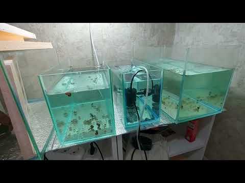Видео: Малек тернеции с нерестовика в большой аквариум.