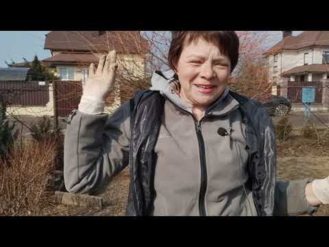 Видео: Необычный способ черенкования ивы Хакуро-Нишики. Результаты превзошли ожидания!