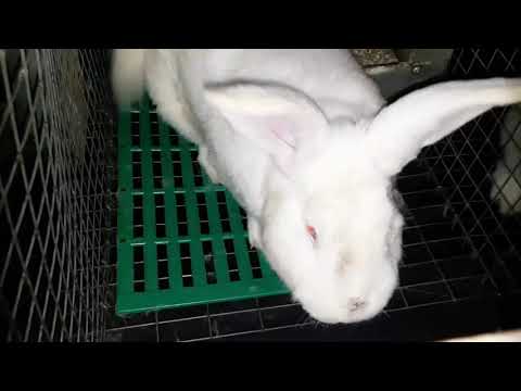Видео: Как развести самку l КРОЛИКИ l Хиколь l Белый Паннон l New Zealand Rabbits