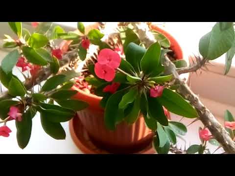 Видео: МОЛОЧАЙ МИЛЯ уход в домашних условиях/ЭУФОРБИЯ МИЛЯ.