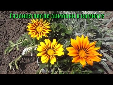 Видео: Газания (гацания), условия выращивания. Состояние после зимовки в комнате.