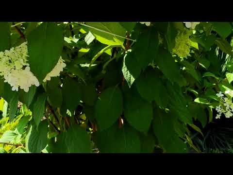 Видео: Метельчатые гортензии 100 кустов в саду. 2022г.