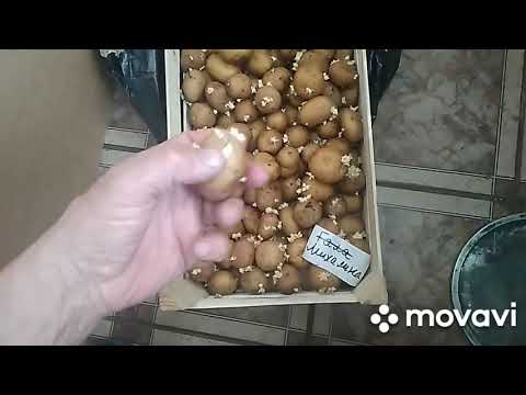 Видео: MovaviClips Video 9 Как быстро прорастить картофель