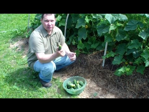 Видео: Огурцы на грядке