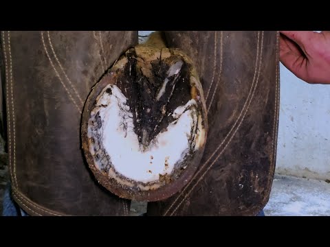 Видео: Эти копыта так ужасно пахли!!! Удовлетворительное восстановление копыт — установка подков и накла...