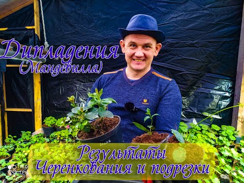 Видео: Дипладения результат черенкования. И результат подрезки дипладении.