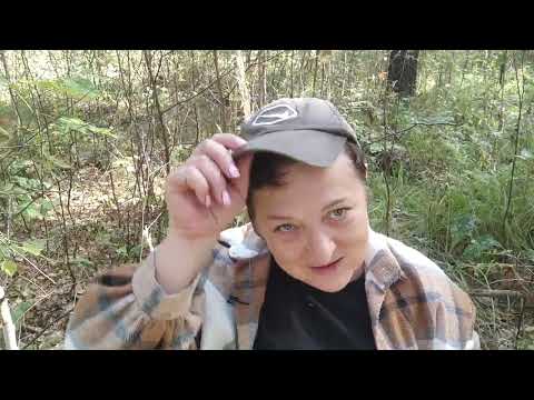 Видео: Поход за грибами 2025.Больше болтала, чем грибы собирала.