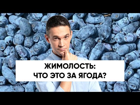 Видео: Что это за ягода? Все о ЖИМОЛОСТИ!