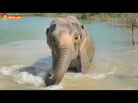 Видео: Слон Королевский и Фермерский, угадай кто? Тайган. Elephants life in Taigan.