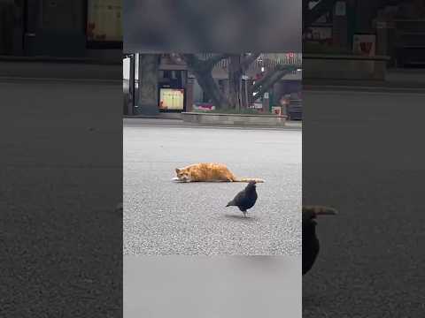 Видео: 😻😲🔥КТО БЫСТРЕЕ 💥💫 #cat #trending #животные #catlovers  #cats #shorts #новости #top #pets